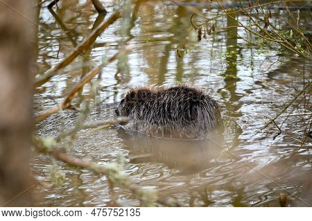 Beaver In Water Eating Hallabrottet Kumla Sweden