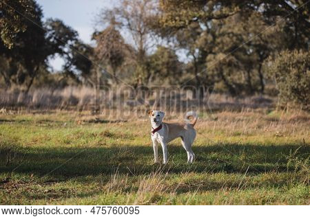 Beautiful Full Body Portrait Of A Crossbreed Female Dog In The Forest In Madrid At Sunset