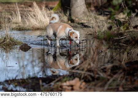 Beautiful Full Body Portrait Of A Crossbreed Female Dog And Her Reflection Sniffing The Pond At Suns