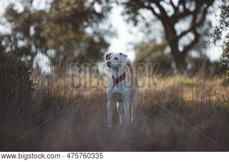 Beautiful Full Body Portrait Of A Crossbreed Female Dog In The Forest In Madrid At Sunset