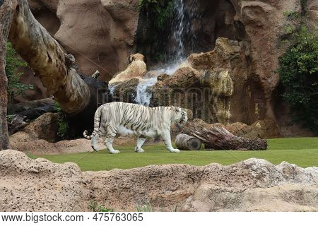 White Tiger At Loro Park , Loro Parque, Tenerife, Canary Islands, Spain