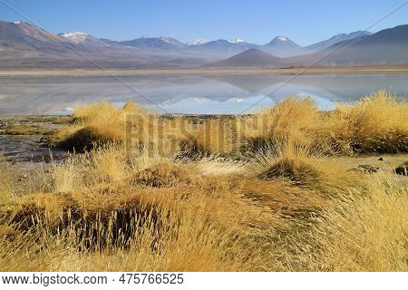 Field Of Stipa Ichu Desert Grass On The Lakeshore Of Bolivian High Plateau, Bolivia, South America