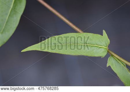 Henrys Honeysuckle Green Leaves In The Spring