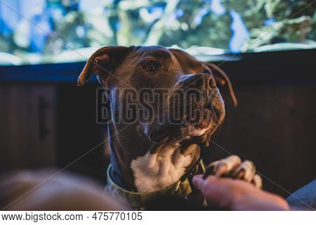 Pitbull Female Waits For Your Command With Paw In Your Hand