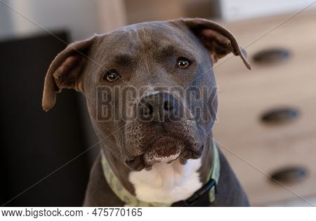 Female Pitbull Head Shot With Shallow Depth Of Field While Looking At The Camera