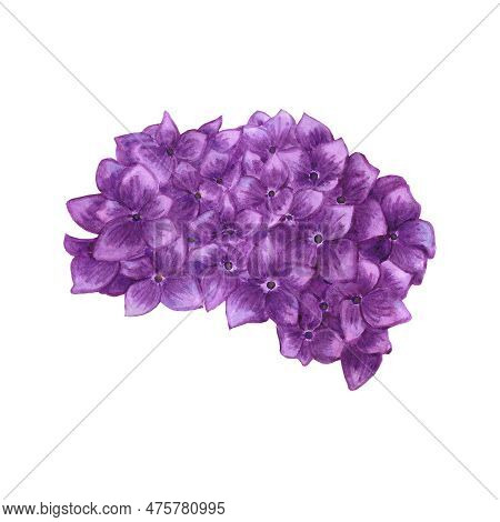 Handdrawn Watercolor Purple Hortense With Green Leaves On The White Background. Scrapbook Design, Ty