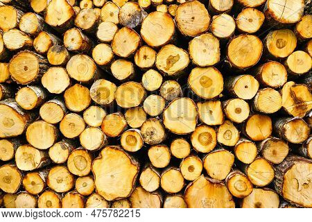 Background Image Of A Cut Tree, Natural Wooden Background, Logging, Timber Harvesting, Deforestation