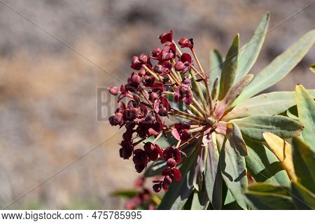Flowers Of A Tabaiba Majorera Plant, Euphorbia Atropurpurea, An Endemic Species On Tenerife Island.