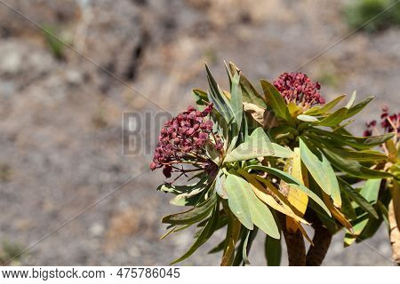 Flowers Of A Tabaiba Majorera Plant, Euphorbia Atropurpurea, An Endemic Species On Tenerife Island.