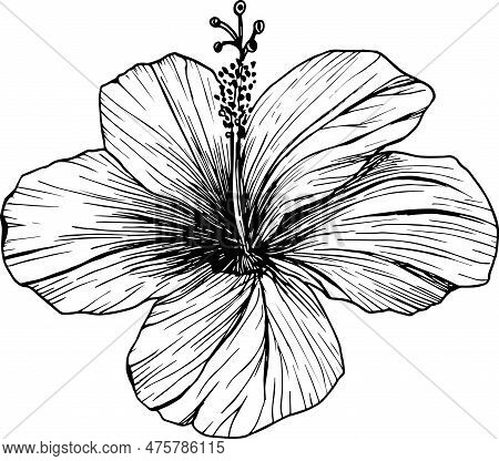 Hibiscus Flower Vector Illustration, Or Mallow Chenese Rose. Clipart In Graphics, Tropical Karkade F