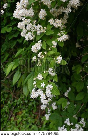 Fuzzy Deutzia ( Deutzia Scabra ) Flowers. Hydrangeaceae Deciduous Shrub Endemic To Japan. Conical Wh