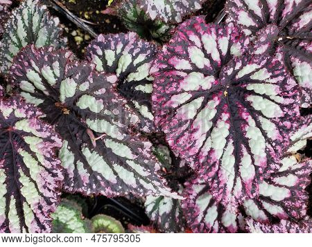 The Vibrant Color Leaves Of Begonia Rex Fireworks, An Annual Plant