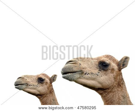 Arabian Camel
