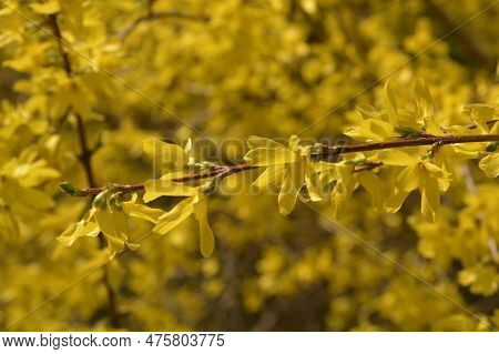 Yellow Blooming Forsythia Flowers In Spring Close Up. Forsythia Intermedia, Or Border Forsythia Is A
