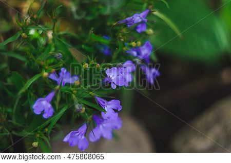 Lobelia. Blue Tail Lobelia Sapphire Flowers. Edging Lobelia. Flowers As Backgrounds.