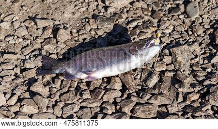 Fishing Trout On The Lake Shore. Fishing As Recreation Or Food. Trout Open Season, Shore Stream Fish