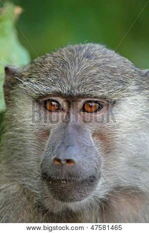 Retrato de babuíno (papio Anubis)