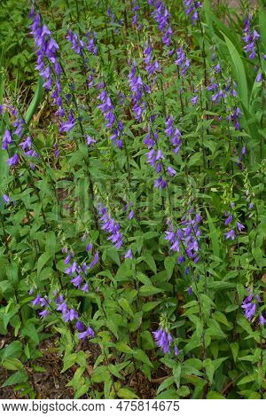 Purple Flowers Of Rampion Bellflower In Mid June
