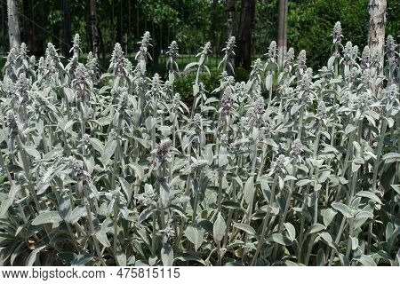 Numerous Flower Spikes Of Stachys Byzantina In June