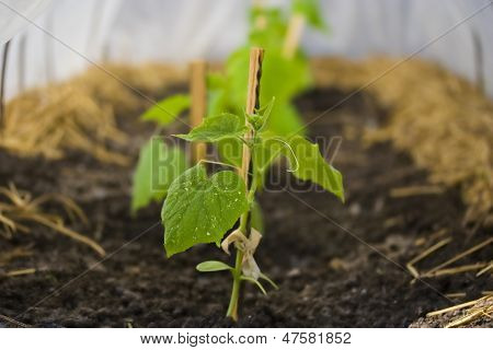 Sprouts Of Cucumber