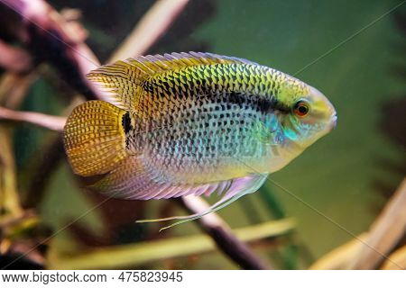 The Fish Of The Mesonaut Is Amazing Or Festivum (lat. Mesonauta) Yellow-blue With A Black Stripe On 