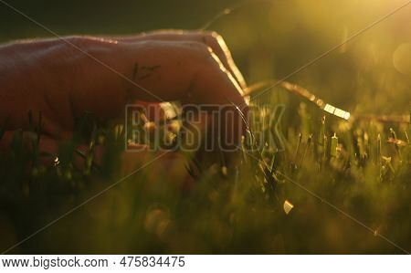 Close Up Of Man Fingers Touching Fresh Wet Green Grass After Spring Rain Or Watering, Sunlight. Farm