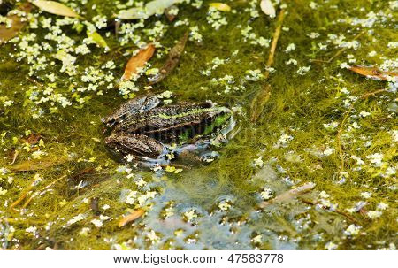 Frog On The Algae In The Pond