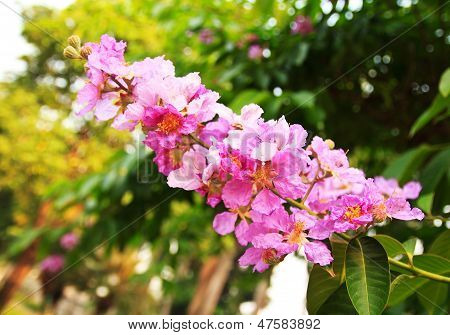 Cananga (cananga Odorata)