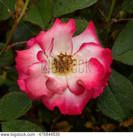 Floribunda 'betty Boop' Rose In Bloom In The Bay Area, California