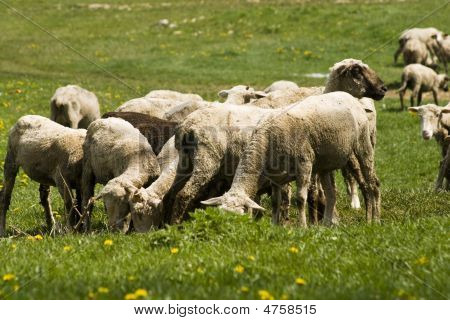 Moutons.