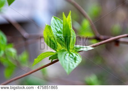 A Tree Branch With Green Leaves And The Word Maple On It. High Quality Photo