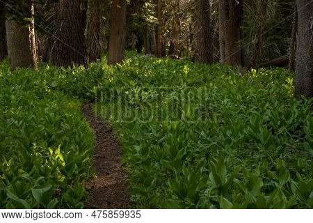 Trail Cuts Through Corn Lilies In Yosemite National Park