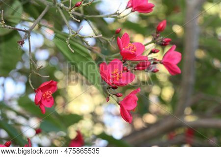 Flowers Of Flowering Plant Spicy Jatropha Or Peregrina (jatropha Integerrima) Close-up, Egypt, Sharm