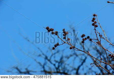 Seeds Of Exochorda Korolkowii In Spring Against A Blue Sky. Exochorda Albertii Is A Shrub Rose Nativ