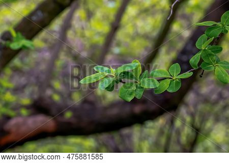 Young Green Leaves Of Exochorda Korolkowii In Spring. Exochorda Albertii Is A Shrub Rose Native To A