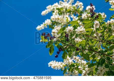 Flowering Branch Of Exochorda Korolkowii In Spring. Exochorda Albertii Is A Shrub Rose Native To Asi
