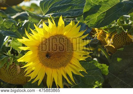 Close-up Of Sunflower On Sunflower Field.. Real Foto