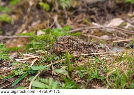 Pair Of Common Toads In Amplexus Among The Grass
