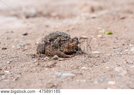 Pair Of Common Toads In Amplexus On The Sandy Shore Of A Pond