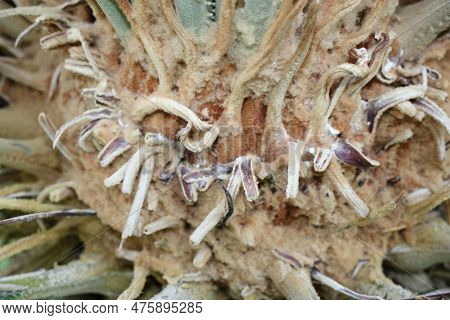 Japanese Sago Palm Or King Sago, Sago Palm, Sago Cycad (cycas Revoluta) Spring Foliation Detail Clos