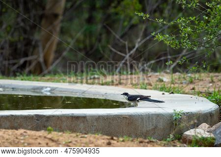 Jacobin Cuckoo Or Pied Cuckoo Or The Pied Crested Cuckoo Or Clamator Jacobinus At One Of Waterhole A