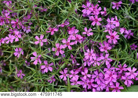 Lilac Flowers Of Styloid Phlox In Spring In The Garden