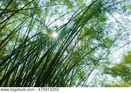 Bamboo Tree Tunnel At Wat Chulabhorn Wanaram Travel Location In Thailand