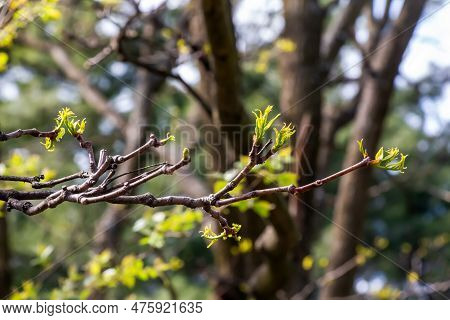 The New Growth In Spring From Phellodendron Sachalinense