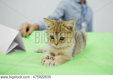 A Kitten Of The Scottish Straight Breed Is Lying On A Green Rug And Playing With A Cat Teaser Wand T