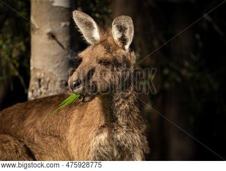 Eastern Grey Kangaroo With A Bunch Of Grass In Its Mouth At Arundel Wetlands On The Gold Coast In Qu