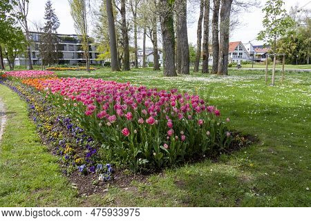 A Flowerbed Of Pink And Orange Tulips On The Shores Of Lake Constance In Kressbronn