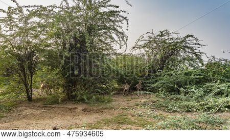 Axis Spotted Deer With Long Horns Graze In The Jungle, In Thickets Of Green Bushes. Blue Sky. India.