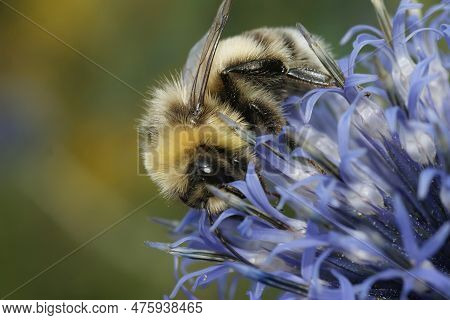 Closeup On A Fluffy Hairy Queen White-tailed Bumblebee , Bombus Lucorum On A Blue Thistle Flower