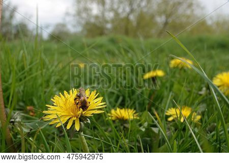 Wide Angle Close-up On A Female Grey-patched Mining Bee, Andrena Nitida Sitting On A Yellow Dandelio